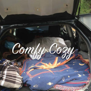 camping in a toyota prius with dogs